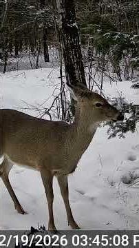 Stunning Deer Live and Play in the Wild