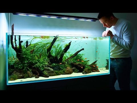 MAKING THE ULTIMATE HOME AQUARIUM! PART 3 Adding Expensive Fish