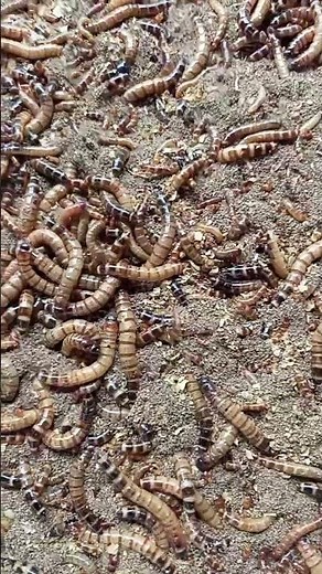 Superworms #funny #love #memes #feederinsects #insects