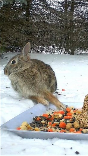 Gotta Run! #cottontail #bunny #rabbit #winterseason #trailcam #runningaway #feeder #eagles