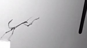 The incredible moment a praying mantis captures a hummingbird mid-air