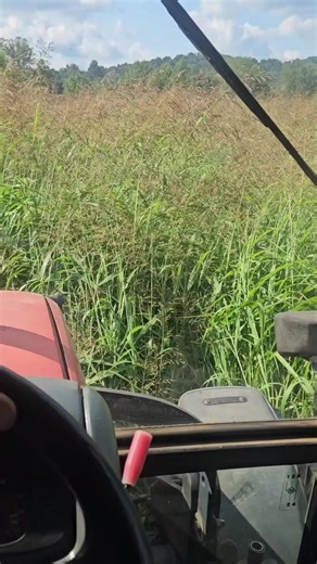110K views · 684 reactions | I thought it makes good hay. #johndeere #chevy #stuck #truck #farming #agriculture #johndeere #fblifestyle | Jose Maxwell | Facebook