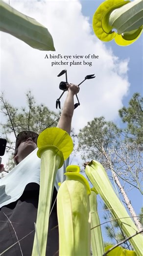 7.2K views · 71 reactions | Bird’s eye view of wild Florida ⁠ ⁠...