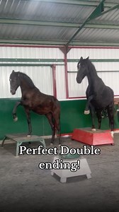 Perfect Double ending! #trickhorse #imagineahorse #pedestalplan #shapingbehavior #foaltraining | Imagine A Horse