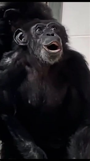 59K views · 4.7K reactions | Vanilla the Chimpanzee: From a Cage to...