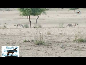 Donkeys Grazing and Mating in the Desert | Rare Moment Captured on Camera ‪@GlobalDonkeyWatch999‬