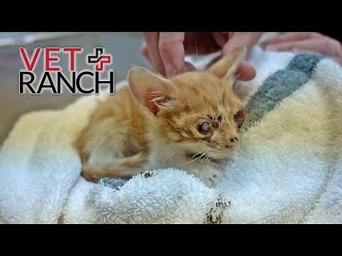 The Saddest Kitten You've Ever Seen