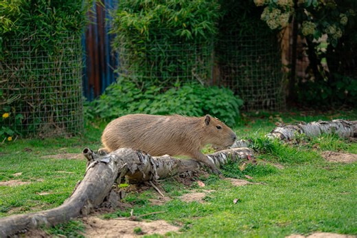 Cute moment Yorkshire Wildlife Park’s new 10-month-old capybaras explore reserve