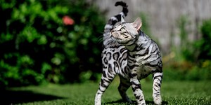 Bengaal kittens aangeboden - Cattery Praslin Bengals
