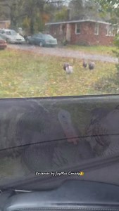 Are you our Uber 👀😂😂 #funny #turkey #voiceover #animals #laugh #like #share | Jeremiah Mac