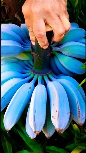 The Blue Banana That Tastes Like Ice Cream! 🍦😲 #viral #fruit #hervesting #viral #nature #short