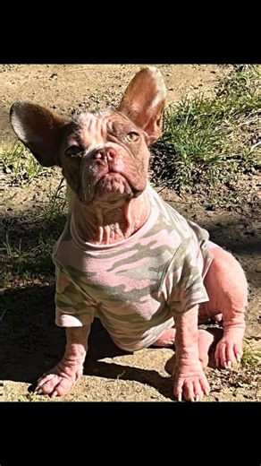 Frenchies United Rescue (FUR) on Instagram: "Zoey Pupdate 🐶 💖 My Foster mom says, “Slow and steady wins the race.” Zoey here. Please don’t laugh at me due to my lack of hair. My former owner neglected me terribly, allowing me to become very sick with a severe skin condition, and then somehow I ended up at a high-kill shelter. Not to worry, the kind folks at FUR rescued me with your support. Now I am rebuilding my strength and working to become healthy. Good food, lots of naps in my soft bed or