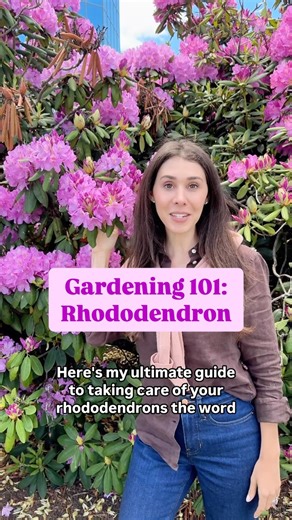 Blueacre Garden on Instagram: "🌸 Rhododendron Care: If you’re obsessed with the stunning, colorful blooms of rhododendrons, you’re not alone! These evergreen beauties can transform any garden, but they need a little TLC to thrive. 1️⃣ Location, Location, Location: Rhododendrons love partial shade—think dappled sunlight under trees or a spot with morning sun and afternoon shade. Too much sun can scorch their leaves, while too little can stunt their blooms. 2️⃣ Soil is Key: These plants crave aci