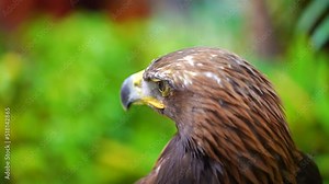 Golden eagle face close up.