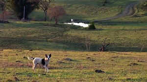 109 reactions · 88 shares | FREE GPS Tracker for Dogs. Limited Time only. | Tractive | Facebook