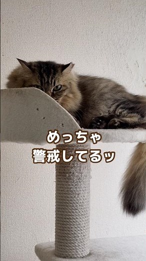 保護して３年、触れないけどどんな姿もかわいいテテ #３本足 #長毛猫 #シャー猫
