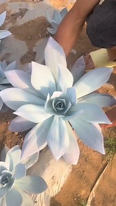 2.9K reactions · 69 shares | Ui to cỡ đấy ✨️ #sondagarden #cactus #senđá #xuongrong #xươngrồng #senda #Senđáviệtnam #succulents | SONDA Garden - Vườn sen đá Đà Lạt | Facebook