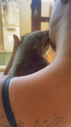 Throwback Thursday: Otter Splash just needs some kisses - - - - - #otter #otters #babyotter #cutebaby #otterlove #otterlife #cute #berangberang #nutria #nutrias #カワウソ#animal #splashandwakuwaku | Splash and Waku Waku