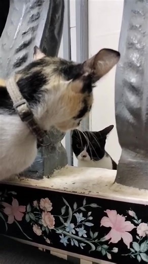 5.5K views · 122 reactions | skippity paps | mga posa | Facebook