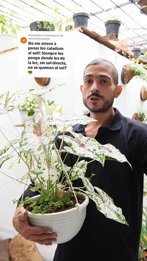 Cuidados de la Caladium: luz y riego ideales