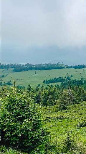 Above the Pines — Madarasi Hargita in One Breath