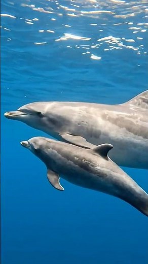 This Is How Dolphins Feed Their Babies… Underwater