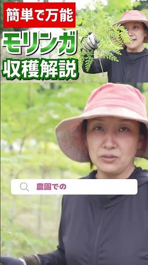 【スーパーフード活用】奇跡の木「モリンガ」の凄さと農園での収穫解説【モリンガの使い方】#shorts