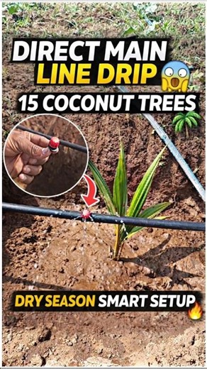 🌴 Coconut Drip Smart Idea 💧 16mm Lateral + Adjustable Dripper 🔥#trending#coconut#howto#drip#agri