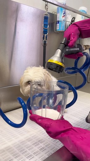 Bella's Spa Day: Dog ASMR Bath Spa Experience