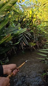 Joran terseret mata kail patah | Petualang rowo