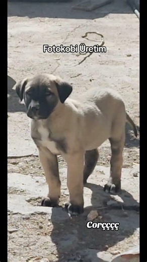 Corç Dedesinin Yolunda #keşfet #kangal #beniöneçıkart #ytdayibenionecikarnolur