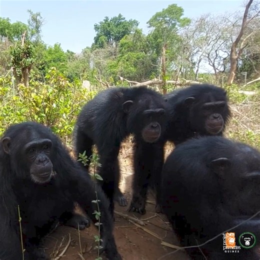 Soon a new member in Zoé and Kanda's group ! 😃 He's currently in his first integration phase : meeting the group members. This phase ensures that the group accepts the new arrival. As all our residents are in the process of learning social codes, encounters are closely monitored by our caretakers to ensure that the chimpanzees do not adopt behaviors detrimental to their rehabilitation. But who is this newcomer ? Hint: he's a young male who arrived at the sanctuary in 2018, at the age of around 