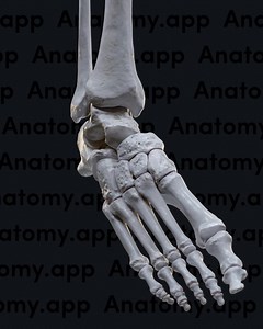 19 reactions | Let's continue exploring the movements of the foot!...