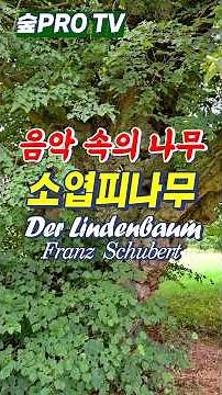 음악 속의 피나무 #보리수나무 #슈베르트 #Tilia