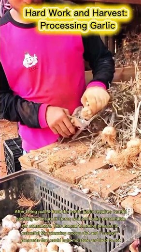 Hard Work and Harvest: Processing Garlic