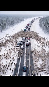 Drivers on a highway witnessed what many first called a Christmas miracle. Out of nowhere, thousands of deer poured onto the road, instantly bringing traffic to a complete standstill. At first, people were stunned by the beauty of it. But when the real reason behind the animals’ panic became clear—and what they were running from—the shock quickly replaced the smiles. 😲😱 It was an ordinary winter day. The kind where people were heading home for the holidays, thinking about family dinners, wrapp