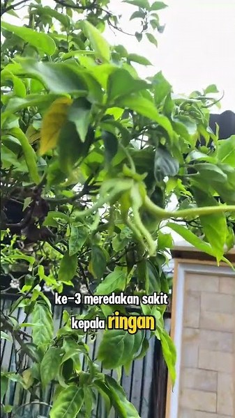 9 health benefits of ylang-ylang flowers #herbalmedicine #healthmedicine
