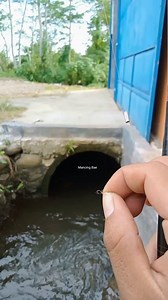 2.1M views · 10K reactions | Gak Nyangka..!! Mancing Di Gorong-gorong Menggunakan Umpan Murahan Hasilnya Sultan | Mancing Bae | Facebook