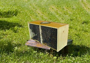 Beekeeping in Arizona