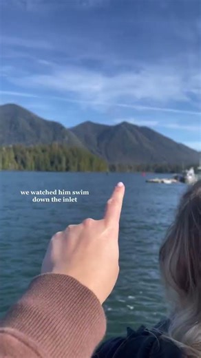 Whale watching from Tofino Harbour! Lucky day 🐋 #whalewatching