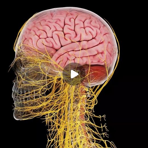 SciePro on Instagram: "Navigate the complexities of the brain and head nerves with our high-definition 3D models. Ideal for neurology enthusiasts and professionals, these models illuminate every synapse and pathway with stunning clarity. Perfect for in-depth exploration and visualization! 🧠💡 #Neurology #BrainNerves #3DModeling #SciePro #brain #nerves #anatomy #science #meded #medical #vray #3dmodel"
