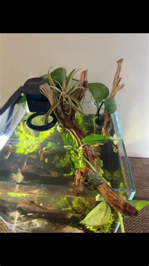 New fish tank update! Its still a bit cloudy but looking... #Shorts #literally.fish