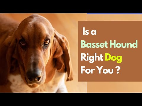 6 Things You need to Know Before Getting a Basset Hound