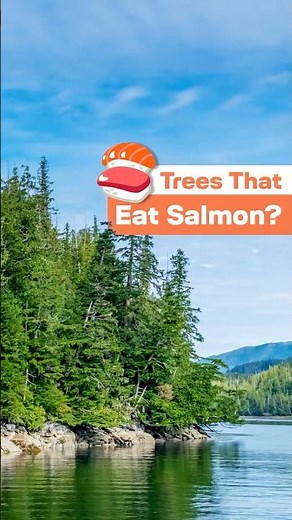 Alaska's Tongass National Forest