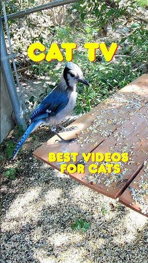 CAT TV 😺 - Bird Videos for Cats to Watch - Best Cat TV 🐈‍📺 - Pet Entertainment #shorts