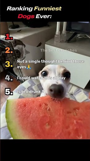 Ranking the Funniest Dog Moments Ever 🐶😂