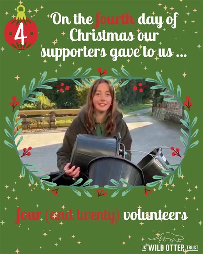 On the fourth day of Christmas our supporters gave to us … ✨ four (and twenty) volunteers ✨ The UK Wild Otter Trust is entirely volunteer-run, everyone involved gives their time freely because they’re passionate about otter rehabilitation 💕🦦 This also means that every penny raised and donated goes directly to our work 😊 A big shout out and huge thank you to all our volunteers 🙏 #12DaysofChristmas #twelvedaysofchristmas #fourthdayofchristmas #gratitude #otters