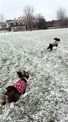 Springer Spaniel Puppies Recover the Ballies They Lost in the Snow 🐶✨ #puppy #puppylove