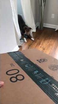 Phryne Turning a Cardboard Box Into Full‑On Playtime Chaos