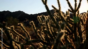 Sonoran Desert Cactus - Close Up. Sun sets the cactus aglow in the desert west of Phoenix at the White Tank Mountain Regional Park.